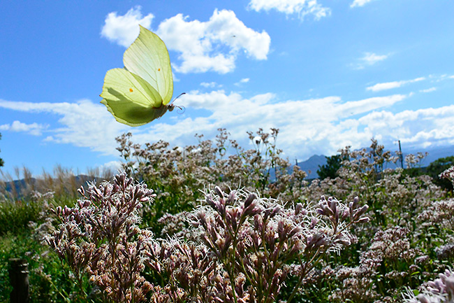 スジボソヤマキチョウの飛翔を秒60コマで