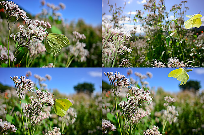 チョウの飛翔をコンパクトカメラで狙う