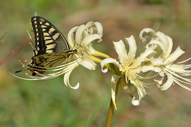 白いヒガンバナにキアゲハ