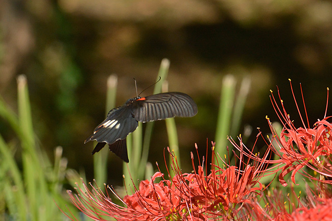 ヒガンバナにナガサキアゲハ