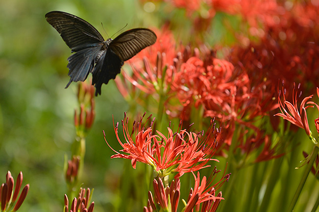 ヒガンバナにクロアゲハ