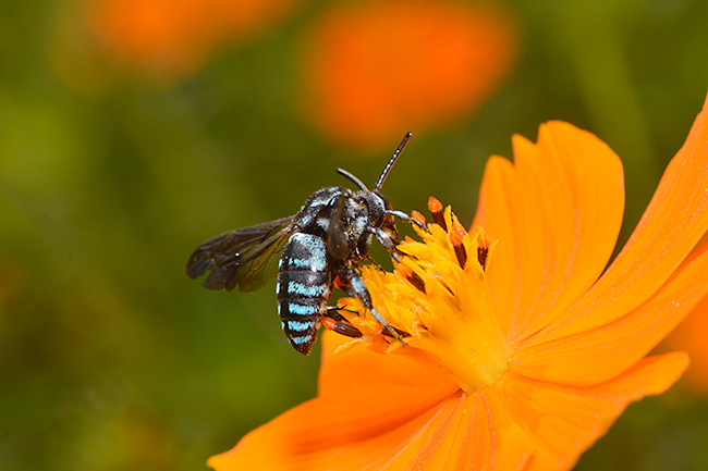 ルリモンハナバチ