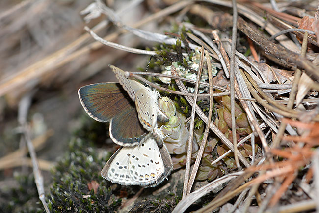 地元のクロツバメシジミ