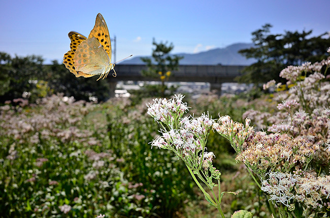 クモガタヒョウモンの飛翔