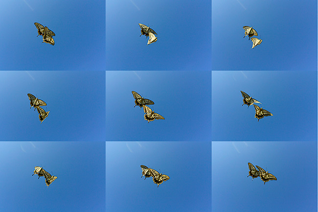 ナミアゲハの求愛を連写で捕らえる