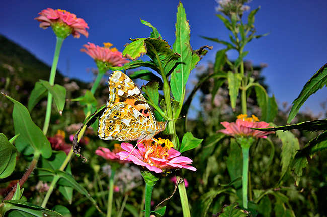 ヒメアカタテハ