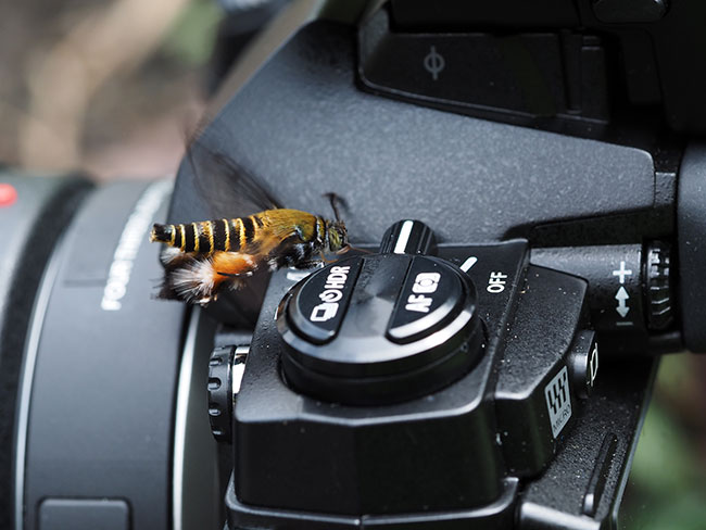 カメラに来たモモブトスカシバ