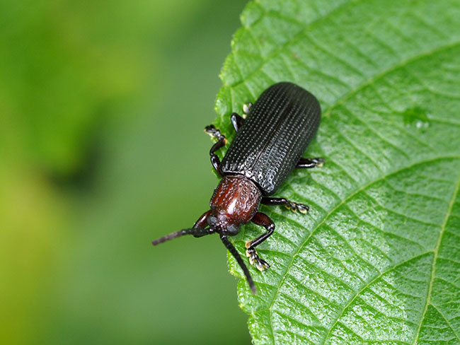 トゲナシトゲトゲ