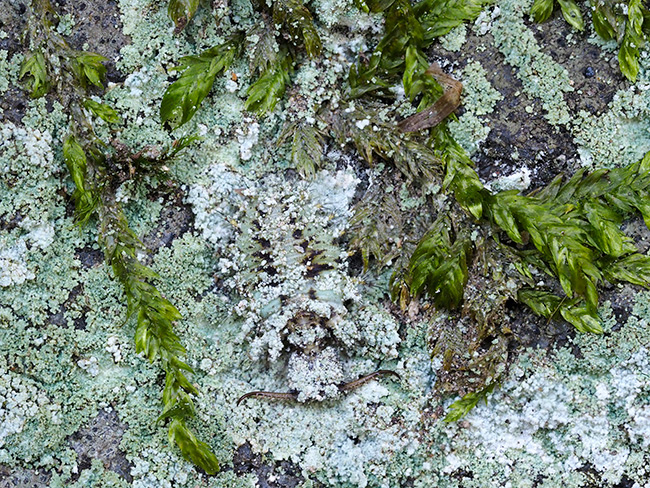 コマダラウスバカゲロウの幼虫(E-M1　60mmマクロ）