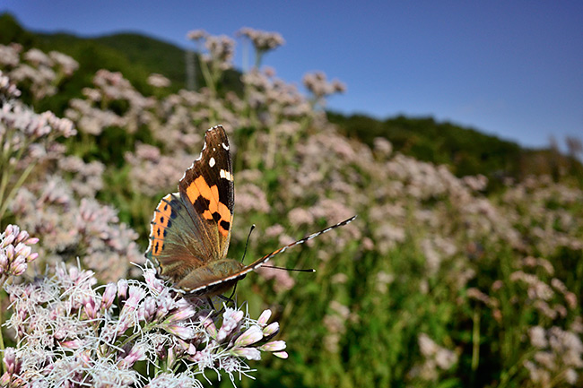 フジバカマにアカタテハ