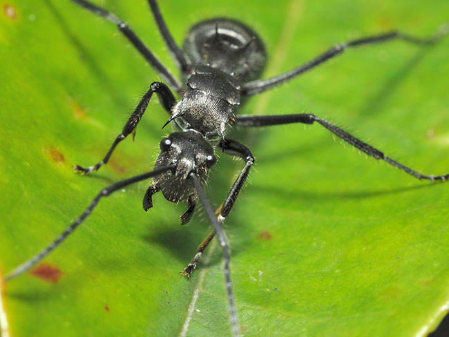 アリの顔を60mmマクロで