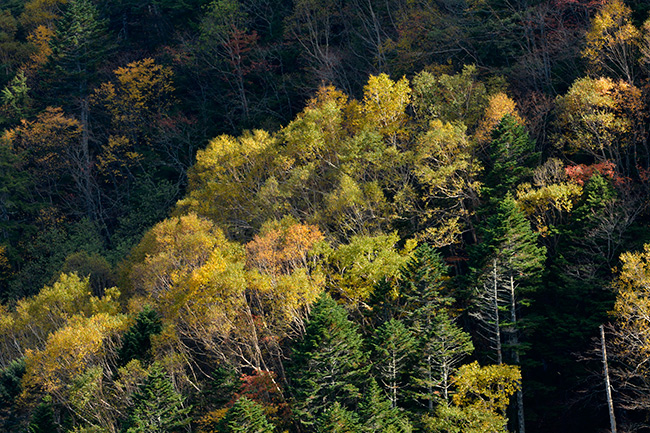 シラカバの黄葉