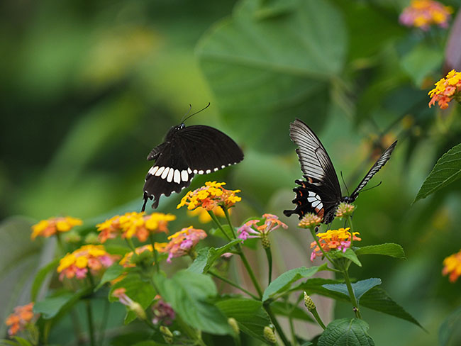 シロオビアゲハの求愛