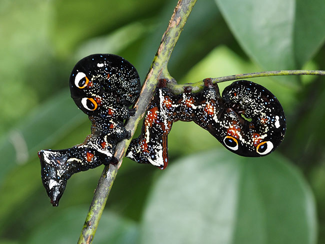 アケビコノハの仲間の幼虫