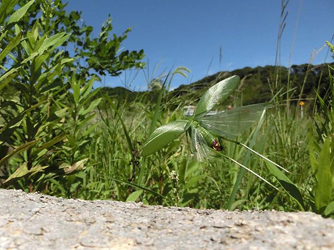 クダマキモドキの飛翔