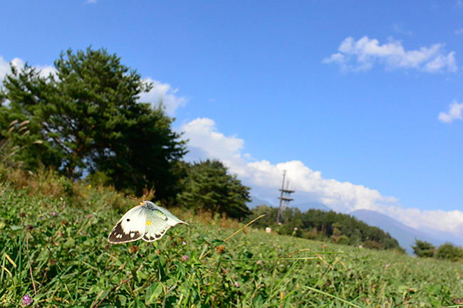 モンキチョウ♀の飛翔