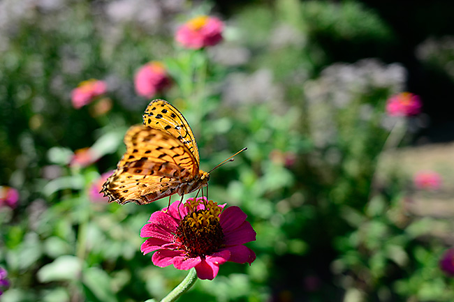 ツマグロヒョウモン