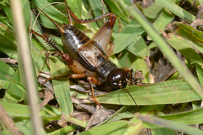 クチキコオロギ