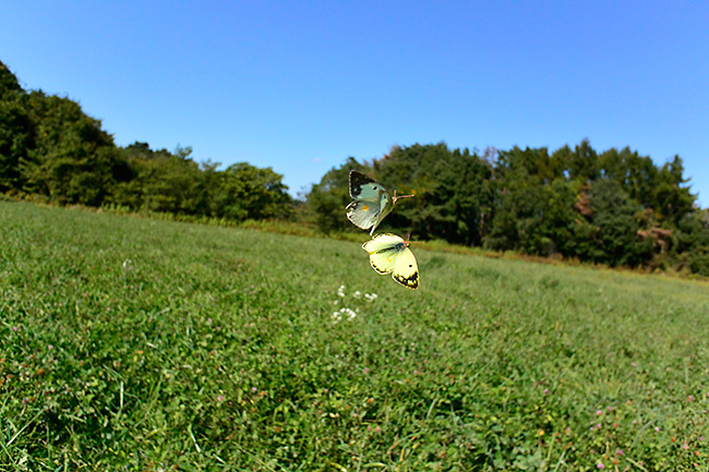 モンキチョウの求愛を連写で