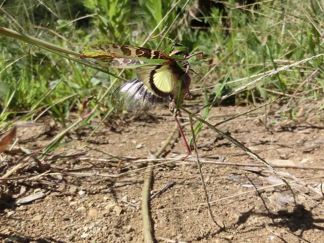 クルマバッタの飛翔