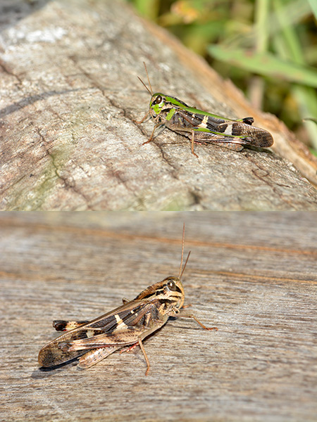 クルマバッタの緑型と茶色型