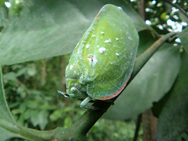 ハゴロモの仲間