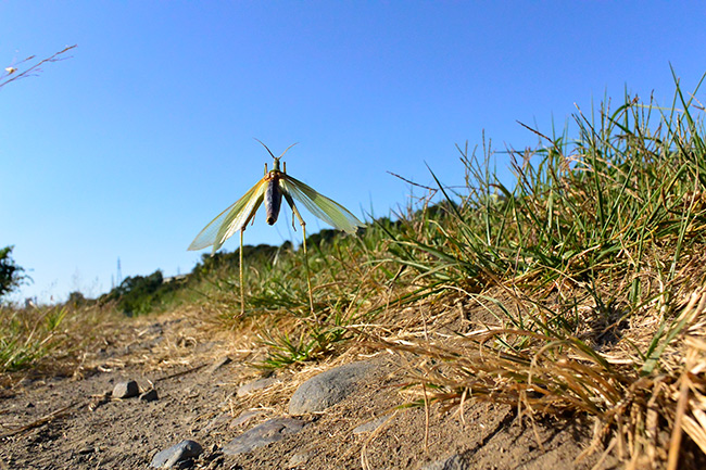 ショウリョウバッタのジャンプ