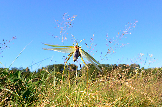 秒60コマでバッタの飛翔を狙う