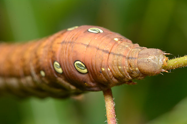 コスズメの幼虫