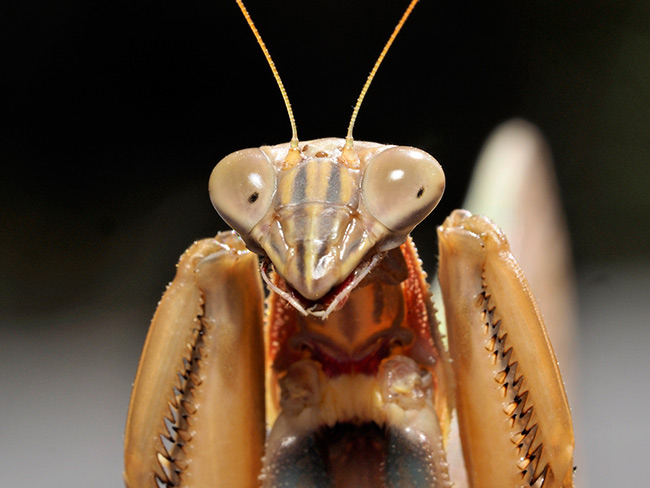 オオカマキリの顔