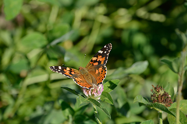 ヒメアカタテハ