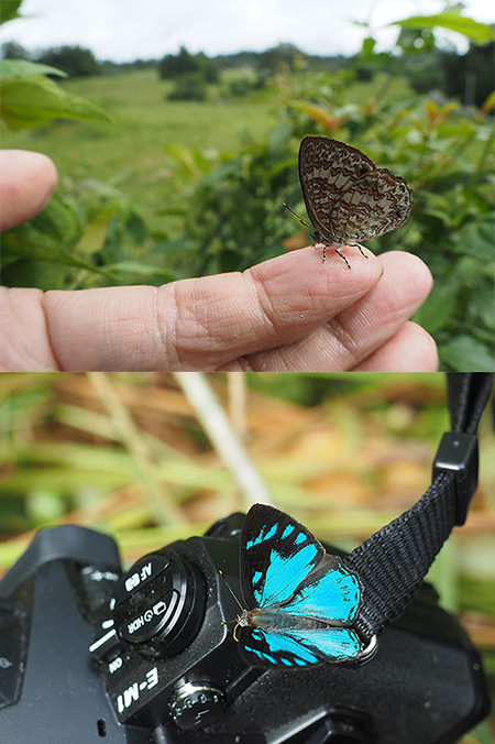 汗を吸うキララシジミ