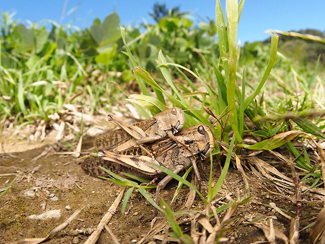 トノサマバッタの交尾を魚眼で　