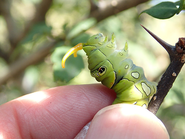 アゲハの幼虫に触ってみた