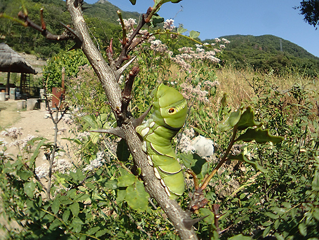 ナミアゲハの幼虫 