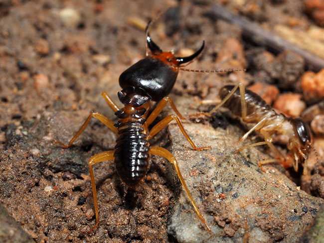 シロアリの兵隊アリ