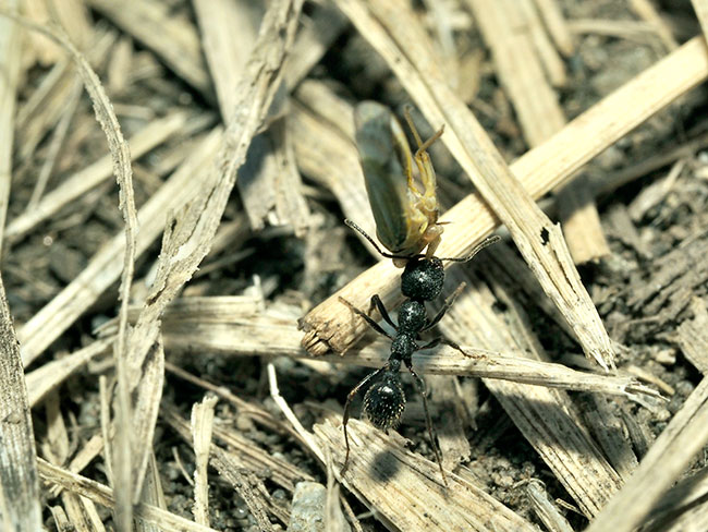 クロナガアリの季節