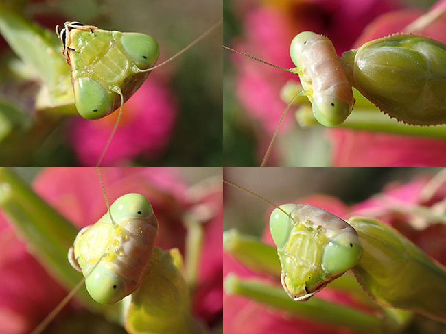ハラビロカマキリの偽瞳孔