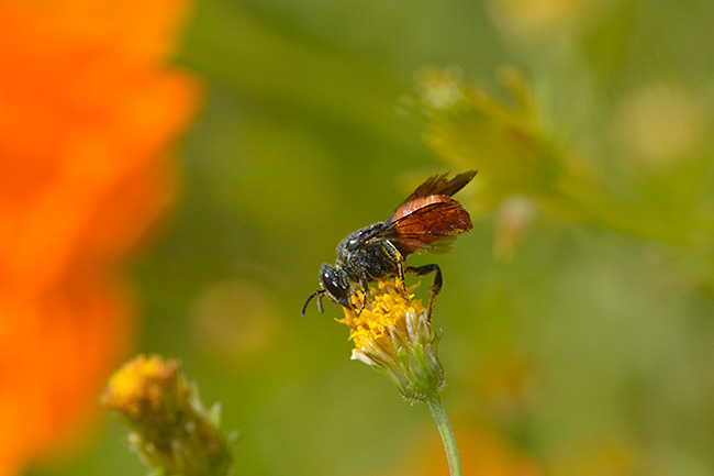 ハラアカヤドリハキリバチ