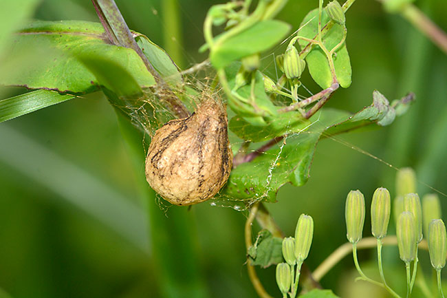 ナガコガネグモの卵のう