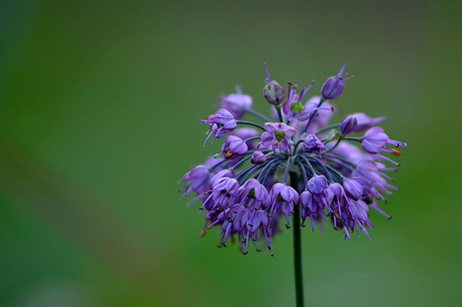 ヤマラッキョウ