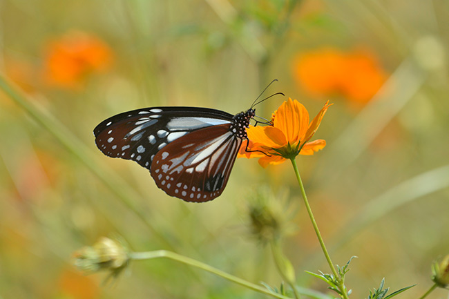 キバナコスモスにきたアサギマダラ
