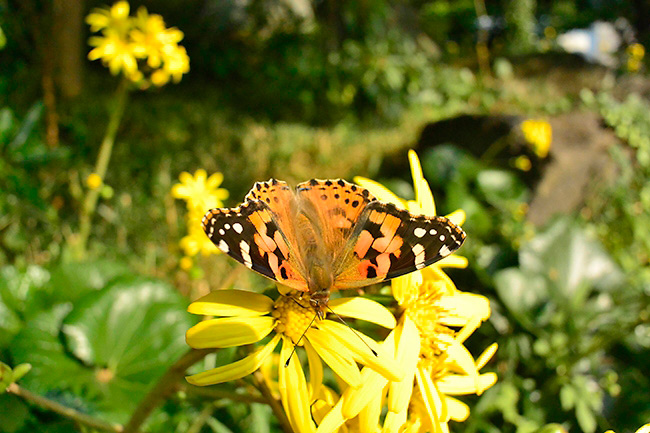東京のヒメアカタテハ