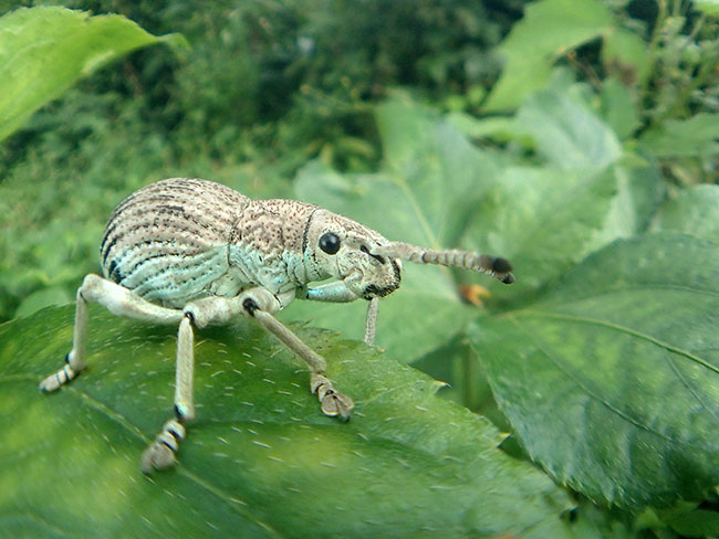 ゾウムシの仲間を魚露目で