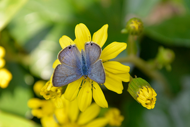 ウラナミシジミをD610で