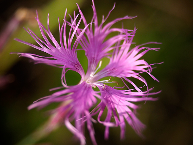 カワラナデシコ