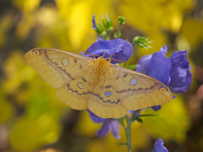 ウスタビガの透明な眼状紋