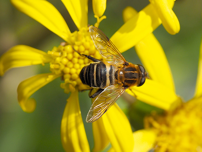 アシブトハナアブのメス
