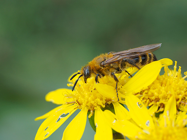キンケハラナガツチバチ