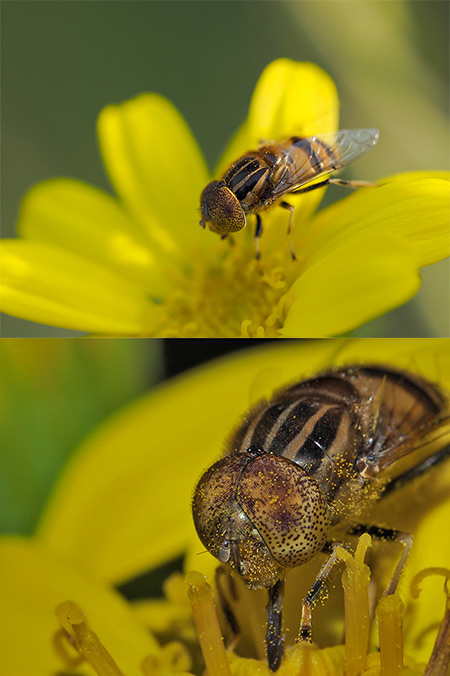 キゴシハナアブ